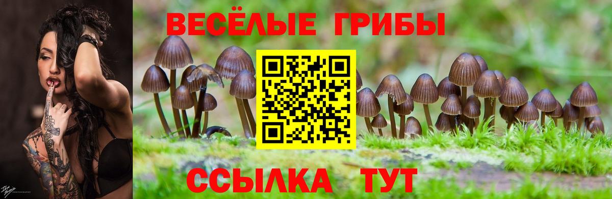 Галлюциногенные грибы мицелий  купить  сайты  Родники  Вход с VPN 